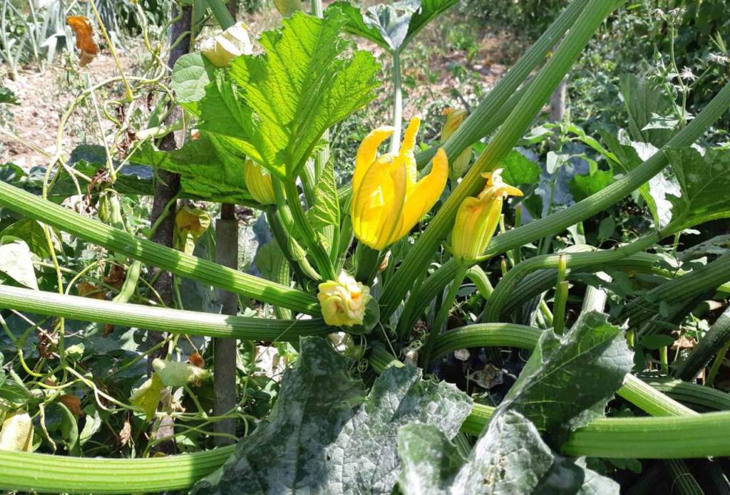 zucchino
