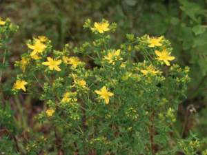 Hypericum perforatum