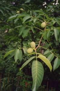 Juglans_regia2