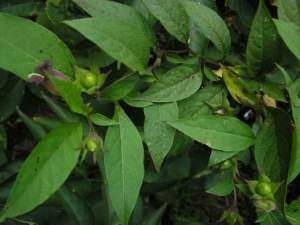 atropa_belladonna