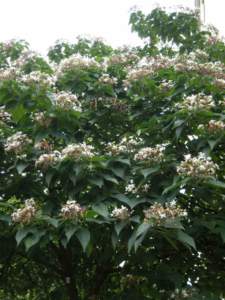 clerodendron_trichotomum_f4