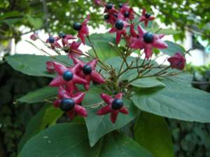 clerodendron_trichotomum_fr1