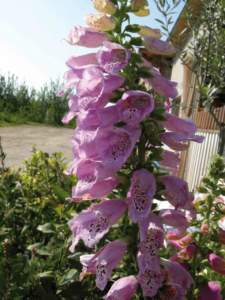 digitalis2