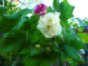 hibiscus mutabilis