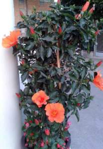 hibiscus rosa-sinensis