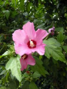 hibiscus syriacus