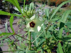 hibiscus trionum