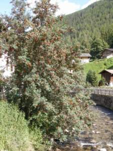 sorbus_aucuparia_fr7
