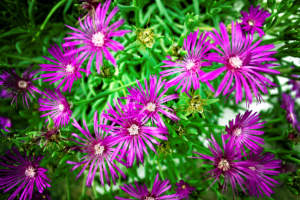 fioriere in giardino di Delosperma cooperii