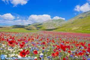 fioritura a castelluccio