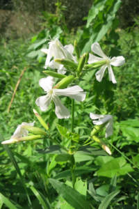 fioriere in giardino di saponaria