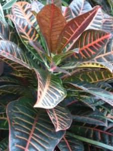 croton o codiaeum