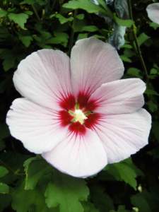ibisco siriaco fiorisce in agosto