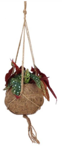 piante da appartamento da appendere