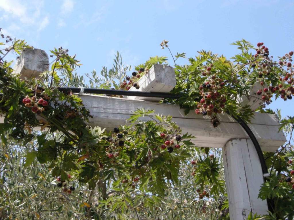 I rovi da more sono carichi di frutti in agosto