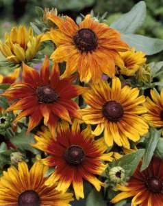 margherite rudbeckia