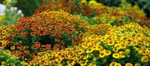 margherite helenium