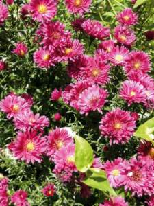 margherite aster