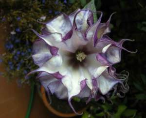 datura