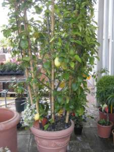limone