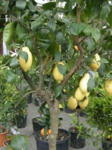 limoni