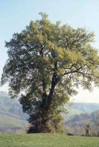 Rovere (quercia) calendario celtico