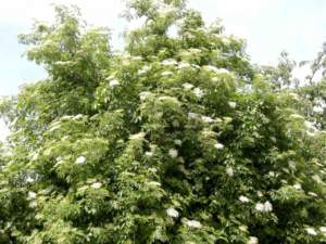 Sambuco calendario celtico