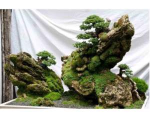 bonsai