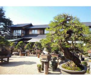 bonsai
