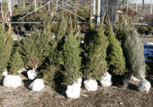 albero di natale