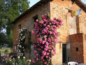 corsi sulle rose