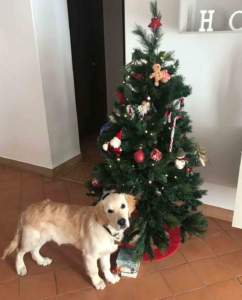 san silvestro