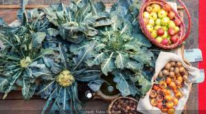 broccolo fiolaro