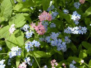 nontiscordardimè, myosotis