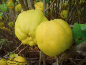 cotogno giapponese, frutti