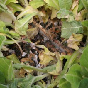 Sclerotinia insalata
