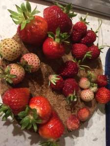 fragola varietà