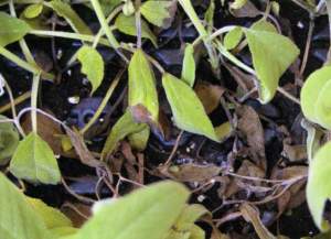 sclerotinia salvia