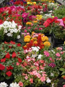 fiori e piante