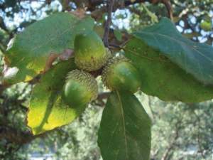 quercia da sughero ghiande