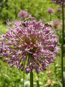 allevare api fiore allium