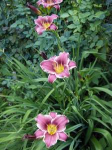 hemerocallis