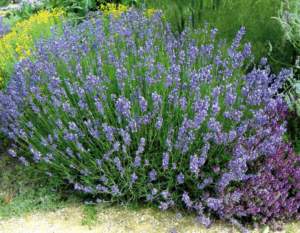 erbe di campo lavanda