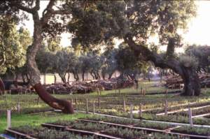 quercia da sughero