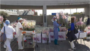 Coronavirus fiori italiani