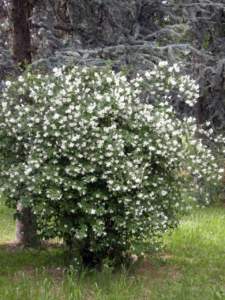 fior d'angelo philadelphus