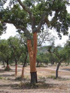 quercia da sughero