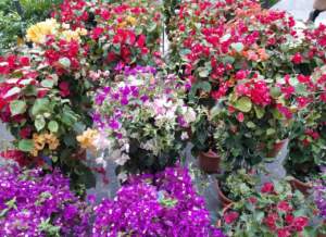 buganvillea varietà diverse