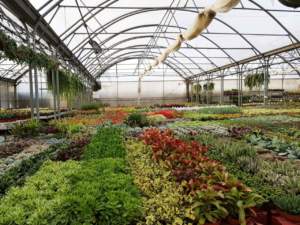 passaporto delle piante serra garden center