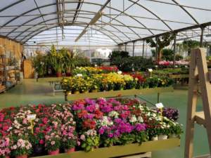 passaporto delle piante serra garden center